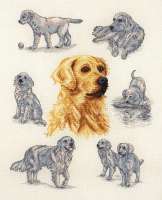 Kreuzstichpackung 39x31cm - Golden Retriever